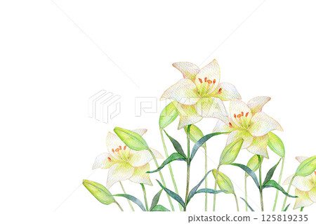 水彩插畫：白百合花田 125819235