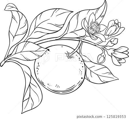 Grapefruit Branch  with Flowers, Fruits  and Leaves Outline Illustration. 125819353