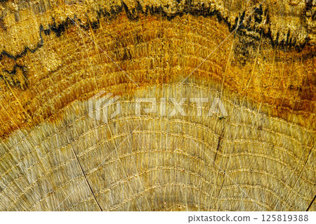 被砍伐的樹樁的圖案 被砍伐的樹樁的圖案 125819388