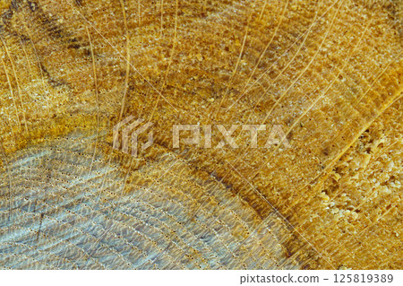 被砍伐的樹樁的圖案 125819389