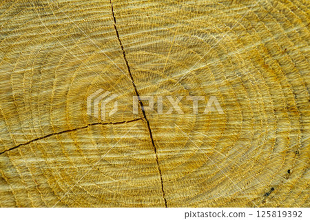 Pattern of a felled tree stump 125819392