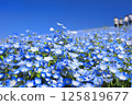 Blue sky and nemophila hill 125819677