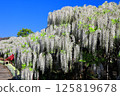 A white wisteria flower shining in the blue sky 125819678