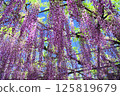 Beautiful wisteria flower 125819679