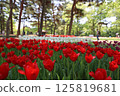 Vividly blooming tulips 125819681