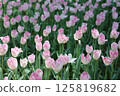 Cute pink tulip 125819682