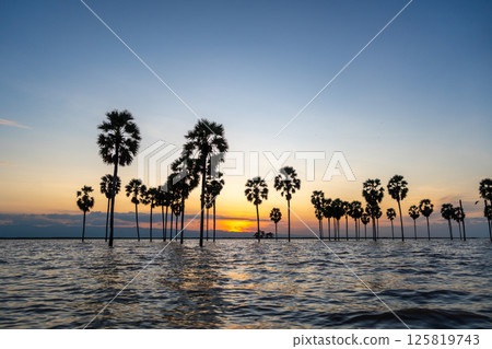 Borassus palms at sunset on Lake Tempe, Sulawesi, Indonesia 125819743