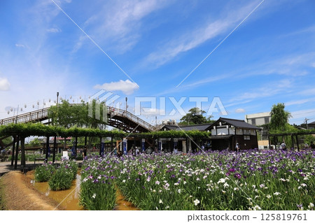 茨城潮子水鄉潮子菖蒲節 125819761