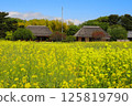 Rape flower field and thatched roof 125819790