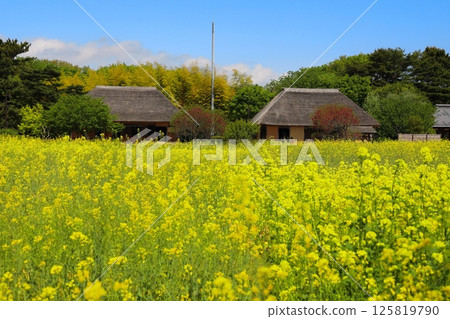 Rape flower field and thatched roof 125819790