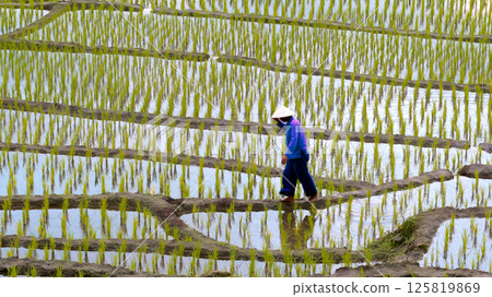 Farmer in traditional conical hat walking barefoot through flooded rice paddy field with young green rice plants arranged in precise rows across reflective surface of water and muddy paths 125819869