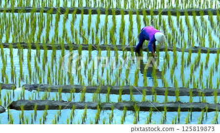 Farmer bending over in flooded rice paddy with conical hat and vibrant purple shirt, planting rice seedlings by hand in muddy water during early growing season in terraced field landscape 125819873