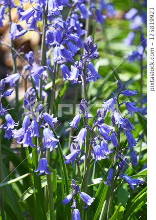 Tsuriganesuisen（鐘蜻蜓） 125819921