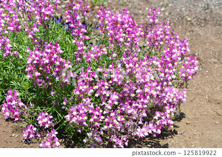 Linaria (Hime Goldfish) Linaria (Hime Goldfish) 125819922