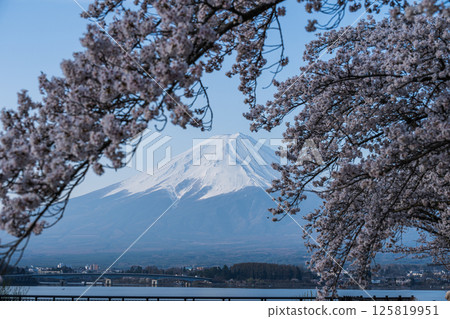 Fuji and cherry blossoms 125819951