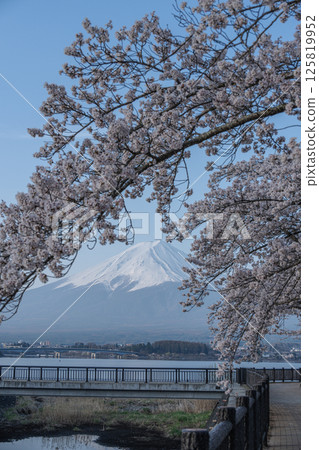 Fuji and cherry blossoms 125819952