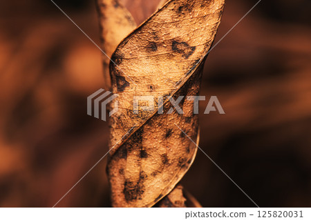 Interesting Burnt Leaf Interesting Burnt Leaf 125820031