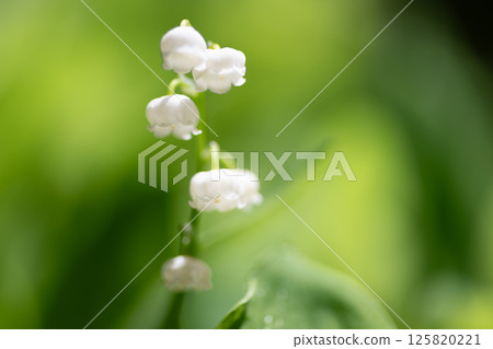 鈴蘭花在初夏盛開 125820221