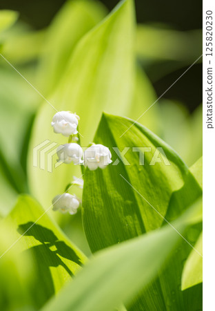 Lily of the valley flowers blooming in early summer Lily of the valley flowers blooming in early summer 125820230