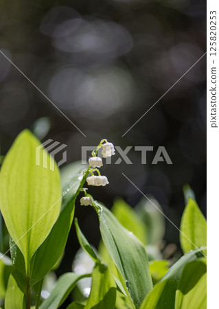 Lily of the valley flowers blooming in early summer 125820253