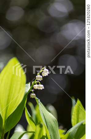 鈴蘭花在初夏盛開 125820260