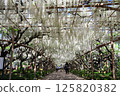 White wisteria tunnel 125820382