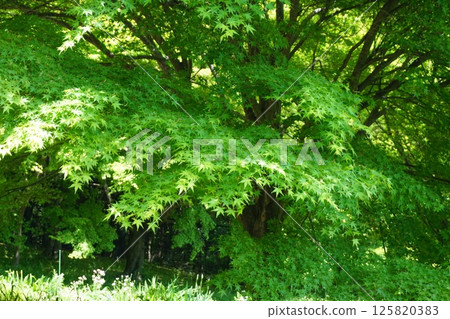 tree with green leaves tree with green leaves 125820383