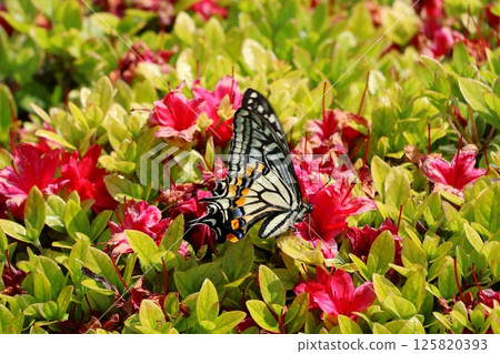 燕尾蝴蝶從杜鵑花中吸取花蜜 燕尾蝴蝶從杜鵑花中吸取花蜜 125820393