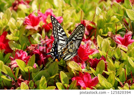 A swallowtail butterfly sucking nectar from an azalea flower A swallowtail butterfly sucking nectar from an azalea flower 125820394