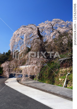 Danjoitozakura (weeping cherry tree) 4519 125820406