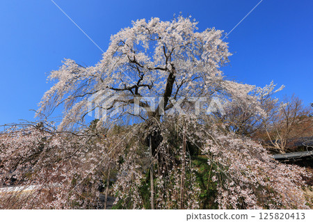 Danjoitozakura (weeping cherry blossom) 4536 125820413