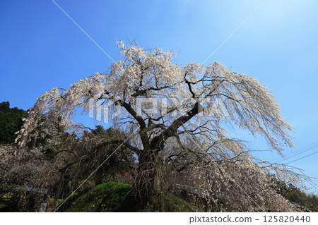 Danjoitozakura (weeping cherry tree) 9315 Danjoitozakura (weeping cherry tree) 9315 125820440