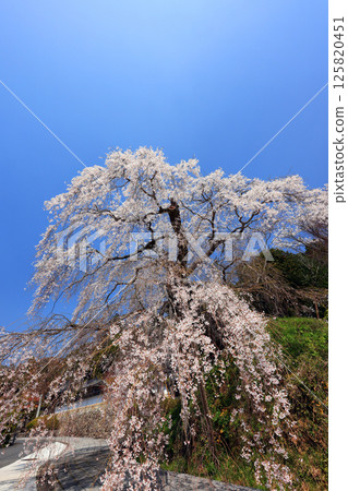 Danjoitozakura (weeping cherry tree) 9345 125820451