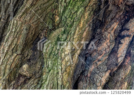 Tree skin shape [background material] 125820499