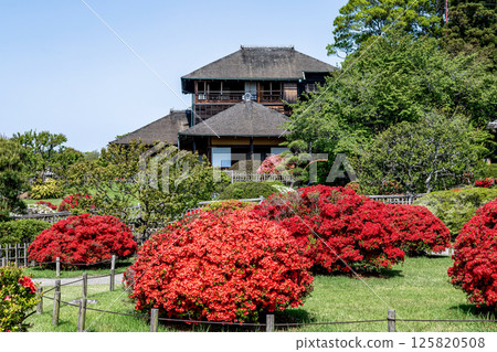 以光文亭為背景的鮮豔杜鵑花的春天偕樂園【水戶市】 以光文亭為背景的鮮豔杜鵑花的春天偕樂園【水戶市】 125820508