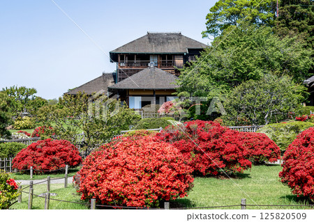 以光文亭為背景的鮮豔杜鵑花的春天偕樂園【水戶市】 125820509