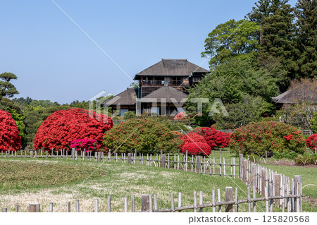 以光文亭為背景的鮮豔杜鵑花的春天偕樂園【水戶市】 以光文亭為背景的鮮豔杜鵑花的春天偕樂園【水戶市】 125820568