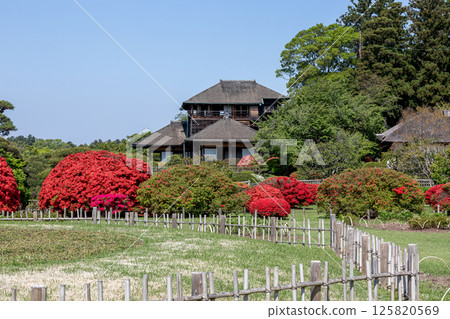 以光文亭為背景的鮮豔杜鵑花的春天偕樂園【水戶市】 以光文亭為背景的鮮豔杜鵑花的春天偕樂園【水戶市】 125820569