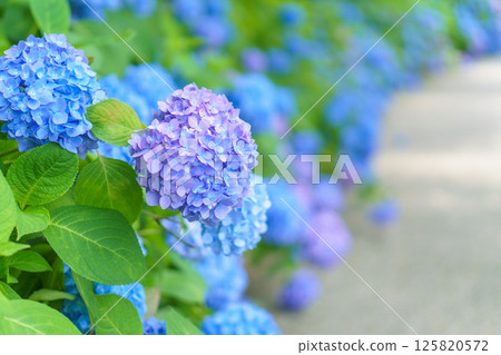 Blue Hydrangea Path 125820572