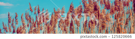 Nature background. Sedge on the lake. Rural landscape in spring. Serenity lake Horizontal banner 125820666
