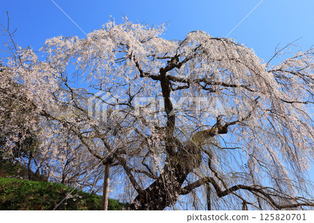 垂枝櫻花 9457 125820701