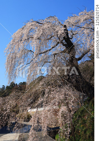Danjoitozakura (weeping cherry tree) 9487 125820714