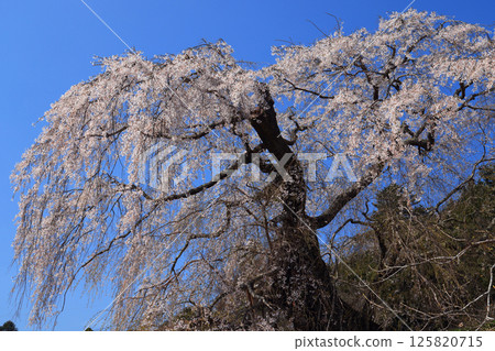 Danjoitozakura (weeping cherry tree) 9488 125820715