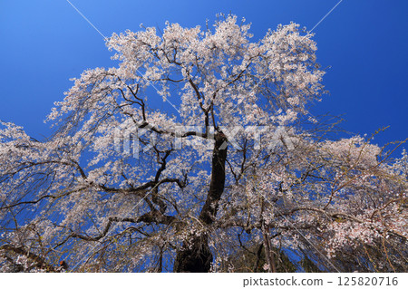 Danjoitozakura (weeping cherry tree) 9492 125820716