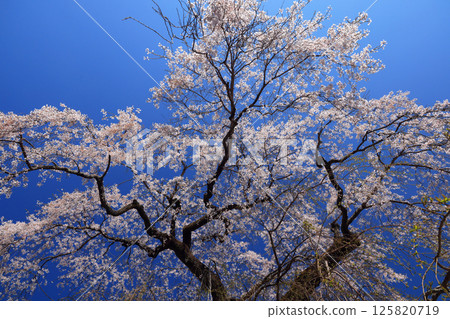 Danjoitozakura (weeping cherry tree) 9496 Danjoitozakura (weeping cherry tree) 9496 125820719