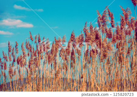 Nature background. Sedge on the lake. Rural landscape in spring 125820723