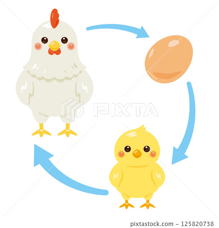 Egg, chick, chicken illustration set 125820738