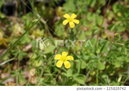 黃色的小花 黃色的小花 125820742