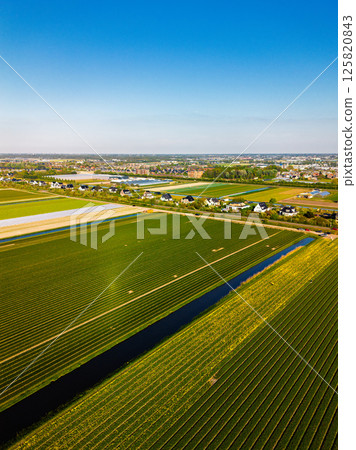 A top-down aerial view of a colorful flower field with neatly arranged rows, a curved rural road, a canal, and a highway with moving cars casting long morning shadows. Peaceful spring scene. A top-down aerial view of a colorful flower field with neatly arranged rows, a curved rural road, a canal, and a highway with moving cars casting long morning shadows. Peaceful spring scene. 125820843