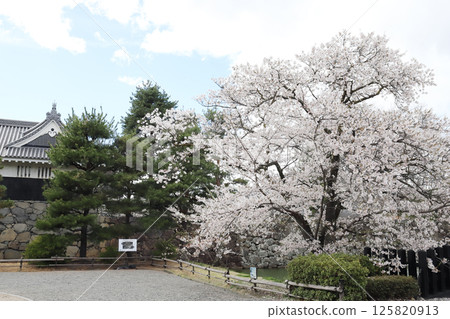 View from the Taikomon Gate of Matsumoto Castle (Matsumoto City, Nagano Prefecture) 125820913